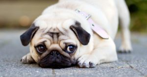 Pet Dog Friendly Malta