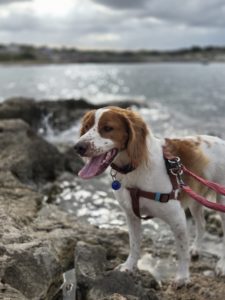 Pet Dog Friendly Malta